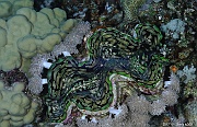 Tridacna squamosa benitier solitaire-Safaga Panomara Reef N-31m-20171123-Denis-ADER-DSC_3630_tn